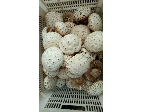 大量供應(yīng)花菇