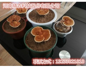 模塊化智能菌菇工廠