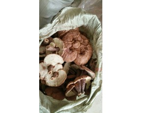 靈芝