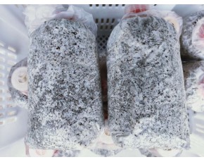 秀珍菇、平菇栽培種