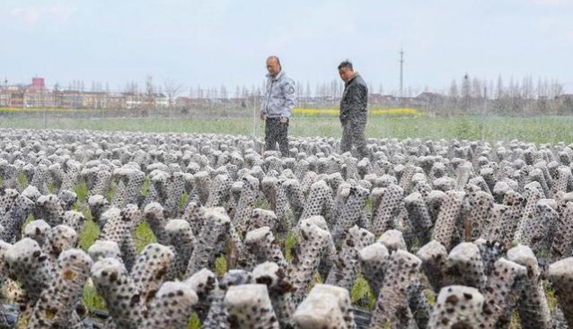 浙江：水稻黑木耳輪作項(xiàng)目助力農(nóng)民增收