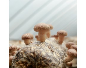 香菇菌棒廠家批發(fā) 河南靈寶香菇菌棒廠家直銷