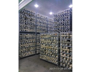 出口品質(zhì)香菇菌棒廠家直銷 批發(fā)香菇菌棒