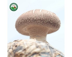 鮮香菇批發(fā)  靈寶昌盛基地直發(fā)鮮香菇批發(fā)價格美麗