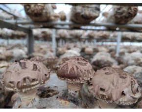 香菇菌棒廠   批發(fā)香菇菌棒廠家直銷