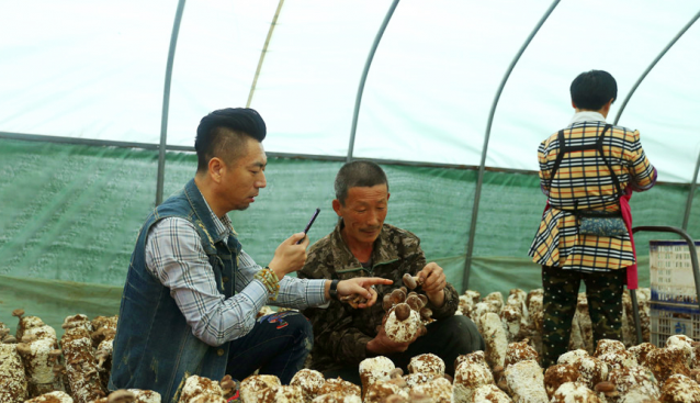 遼寧：不斷做強香菇產(chǎn)業(yè) 農(nóng)民越來越吃“香”