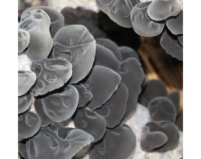 黑久菌種