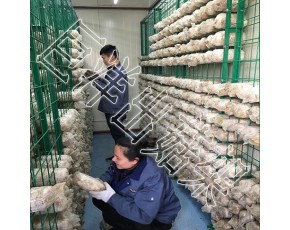 蘑菇培養(yǎng)房網(wǎng)架 秀珍菇網(wǎng)格架 食用菌出菇層架 養(yǎng)菌架