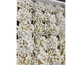 活體白玉菇