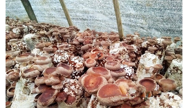 湖南省臨澧縣香菇養(yǎng)殖大戶楊小漢菇棚喜獲豐收
