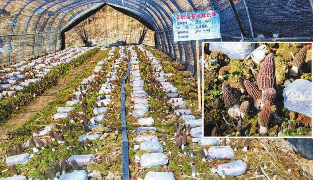 湖北省隨縣羊肚菌喜獲豐收 助農(nóng)增收