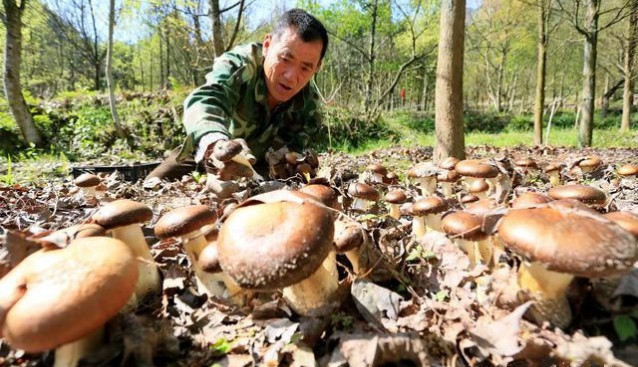 江西省金溪縣：食用菌產(chǎn)業(yè)富山民 實現(xiàn)生態(tài)與經(jīng)濟效益雙贏