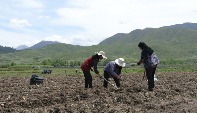 甘肅省和政縣：推進赤松茸種植規(guī)?；l(fā)展 促進農(nóng)民增產(chǎn)增收