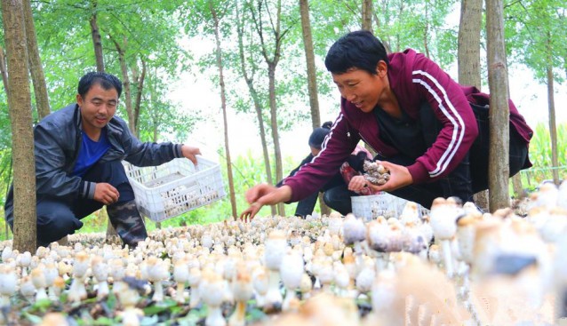 河北省南皮縣：林下雞腿菇鋪就致富增收路