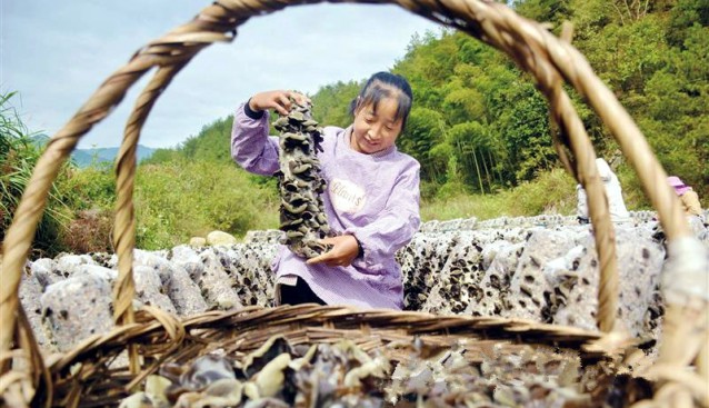 安徽省岳西縣：發(fā)展循環(huán)經(jīng)濟(jì) 桑枝木耳獲豐收