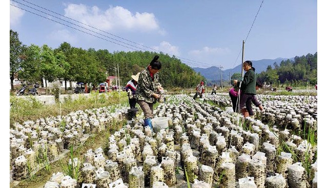 江西省吉安縣油田鎮(zhèn)采用“一領(lǐng)辦，三參與”模式種植黑木耳
