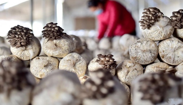 河北省靈壽縣：種植食用菌 助農(nóng)拓寬增收路