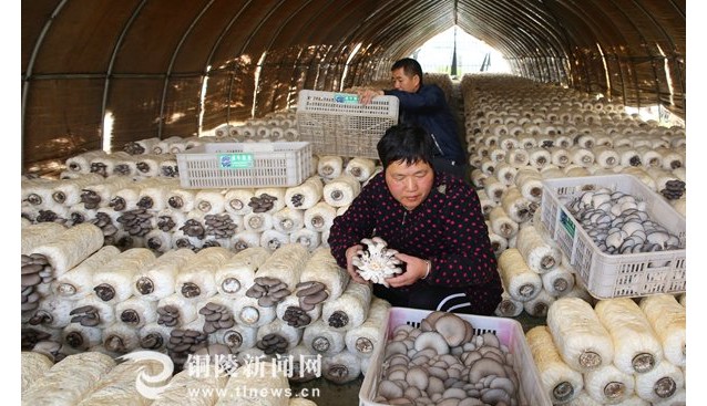 安徽省銅陵市：秸稈栽培食用菌 變廢為寶巧致富