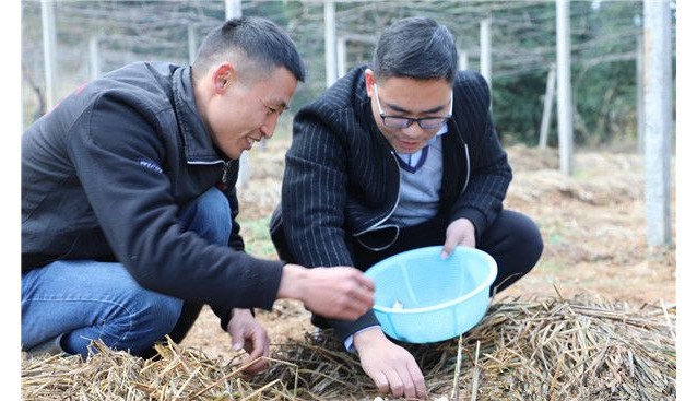 湖南省溆浦縣：采摘赤松茸 助脫貧戶實(shí)現(xiàn)持續(xù)穩(wěn)定增收