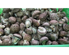 菌棒加工