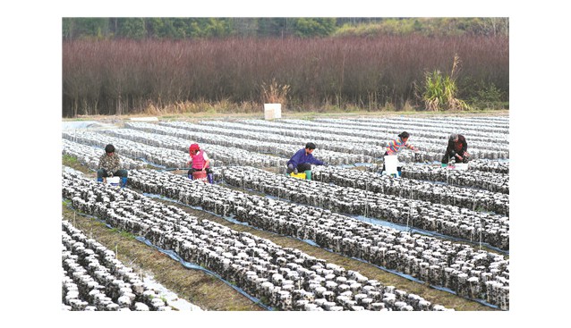 湖南省新田縣：大力發(fā)展木耳種植產(chǎn)業(yè) 建成300畝木耳種植示范基地