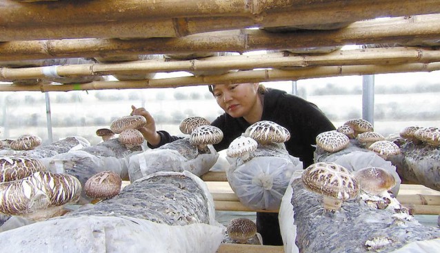 河北省永清縣：探索花菇深加工技術(shù) 拓寬農(nóng)民致富路