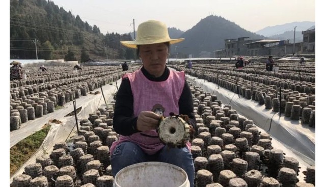 貴州省沿河縣甘溪鎮(zhèn)：頭茬黑木耳迎來(lái)采摘季 新鮮上市