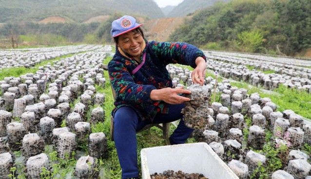 湖北省竹山縣深河鄉(xiāng)：地栽黑木耳喜獲豐收