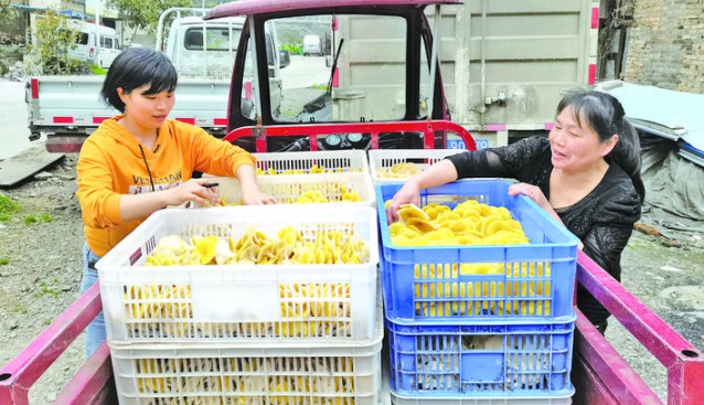 貴州省黔東南麻江縣：大力發(fā)展食用菌產(chǎn)業(yè) 助力鄉(xiāng)村振興
