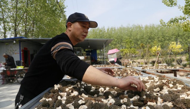 湖北省潛江市：春耕變春收 羊肚菌鋪就鄉(xiāng)村致富路