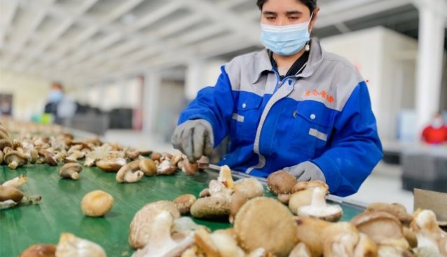 新疆洛浦縣：茶樹菇杏鮑菇上市 員工正加緊采摘上市銷售