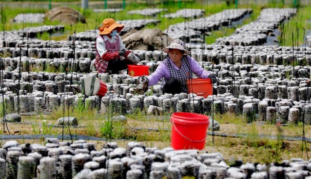 安徽省桐城市向陽(yáng)村：木耳產(chǎn)業(yè)助民致富 助力鄉(xiāng)村振興