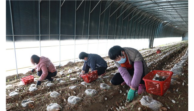山東利津縣汀羅鎮(zhèn)圣水循環(huán)農(nóng)業(yè)園里羊肚菌喜獲豐收