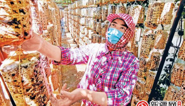 新疆：木耳吊著種 采摘促增收