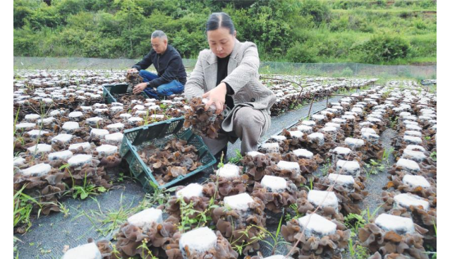 云南昭陽區(qū)靖安安置區(qū)木耳喜獲豐收 大量上市