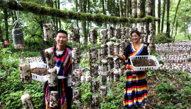 西藏林芝：菌菇喜獲大豐收 珞巴風(fēng)情再添味