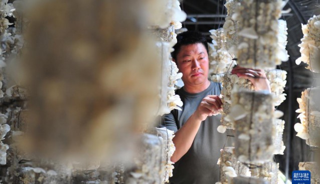 貴州省三穗縣：玉木耳種植基地喜獲豐收