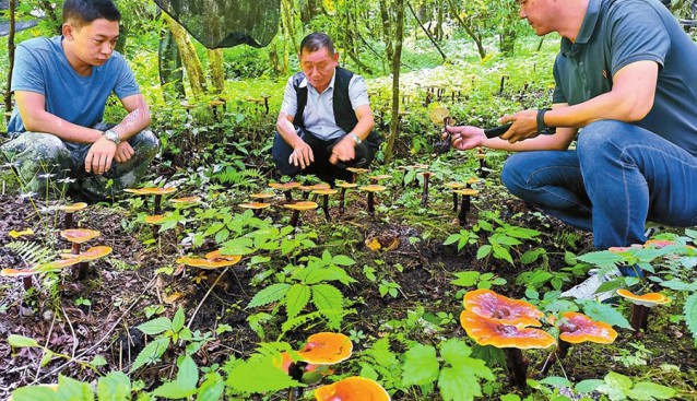 云南獨龍江鄉(xiāng)：小靈芝綻開致富花 拓寬致富門路