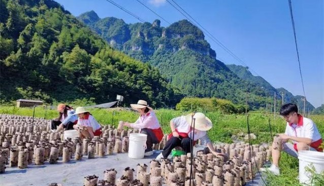 貴州銅仁志愿者走進食用菌農(nóng)場開啟實踐“第一課”