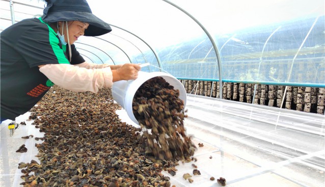 甘肅省渭源縣：現(xiàn)代食用菌產(chǎn)業(yè)園吊袋黑白木耳喜獲豐收
