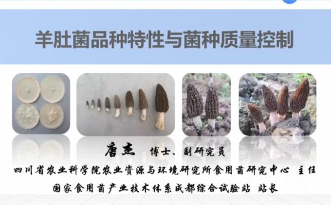 羊肚菌品種特性及品質(zhì)控制，羊肚菌高效栽培技術(shù)-唐杰老師