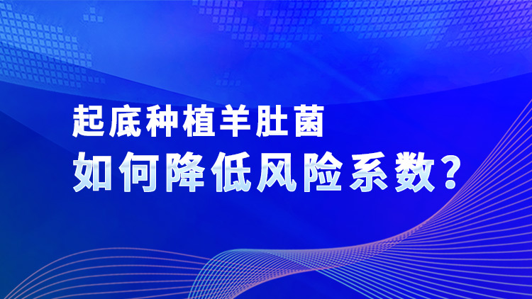 起底種植羊肚菌如何降低風險系數(shù)？