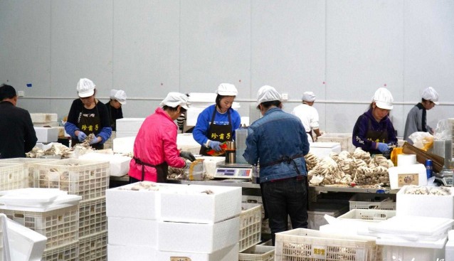 福建古田：首個鹿茸菇基地忙生產(chǎn)