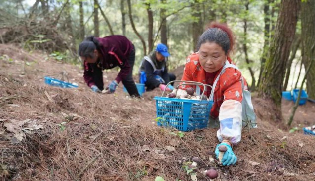 貴州貴陽(yáng)白云區(qū)：黨組織引領(lǐng)發(fā)展食用菌，促農(nóng)增收