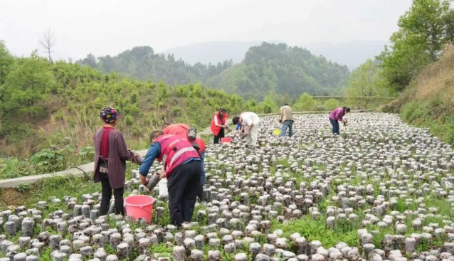 種植食用菌，豐收采摘忙