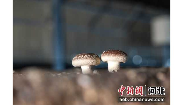 河北平山：農(nóng)業(yè)示范園區(qū)一個(gè)食用菌大棚年收入8萬(wàn)多