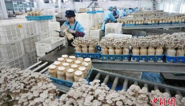 甘肅張掖：戈壁灘珍稀菇類(lèi)集中采集上市