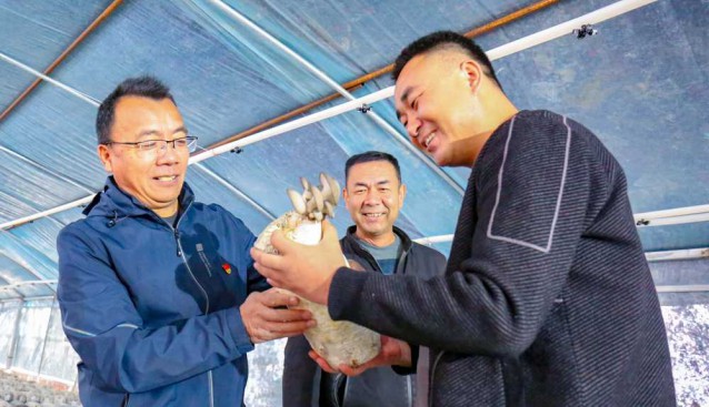 投資130多萬元，連村共建食用菌基地