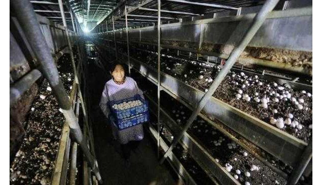 山東泰安：300多畝生產(chǎn)基地，年產(chǎn)雙孢菇4000多噸