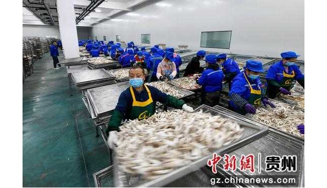 貴州道真：加大招商引資，食用菌產(chǎn)業(yè)助推鄉(xiāng)村振興